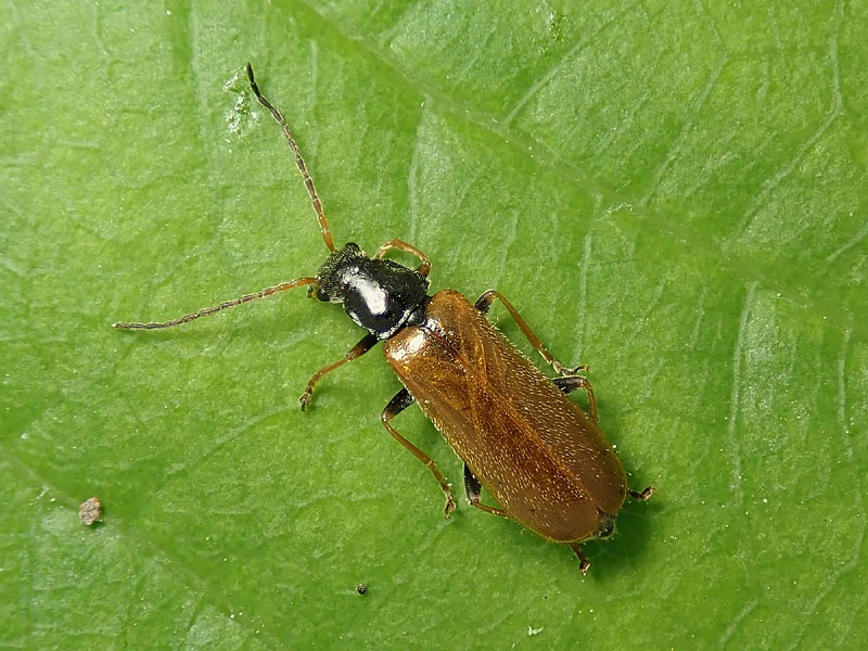 da identificare: Carambycidae?? No, Cantharidae: cfr. Rhagonicha femoralis